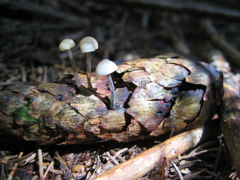 Mycena da determinare.......